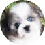 Saussie Puppies For Sale - Fairfield Furbabies Saussie Puppies For Sale - Fairfield Furbabies